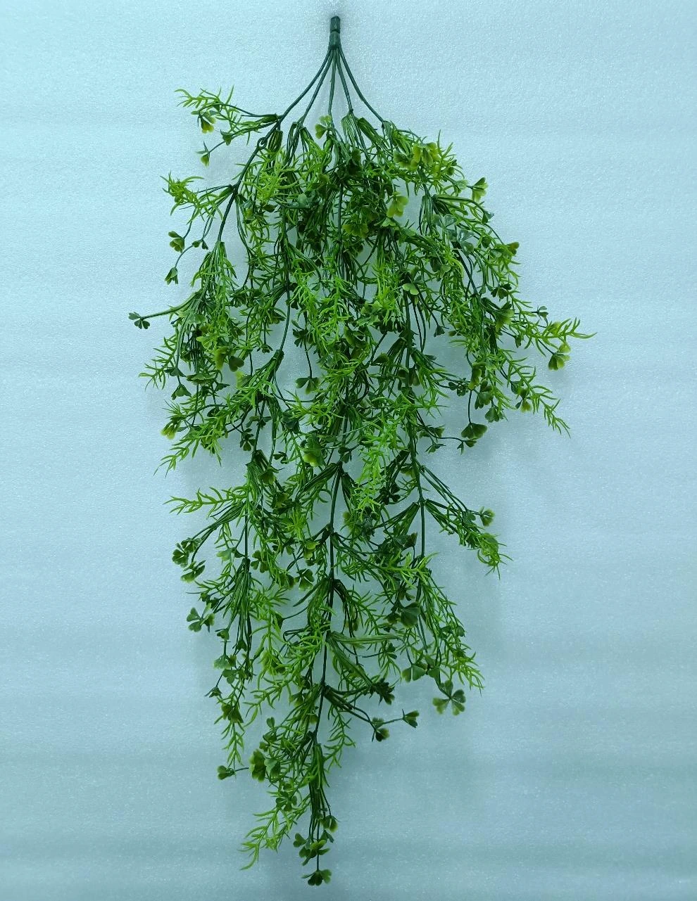 Sperigrass With Star Leaves Creeper